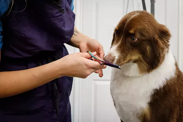 Pet Grooming