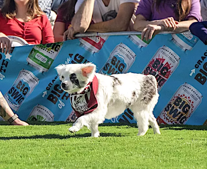 yard_bar.puppy_bowl.webp